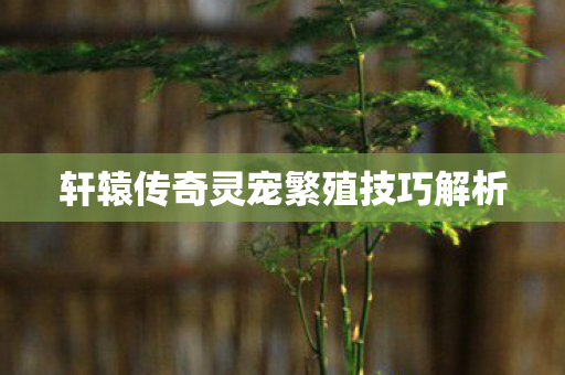 轩辕传奇灵宠繁殖技巧解析