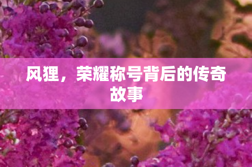 风狸,荣耀称号背后的传奇故事 风狸,荣耀称号背后的传奇故事