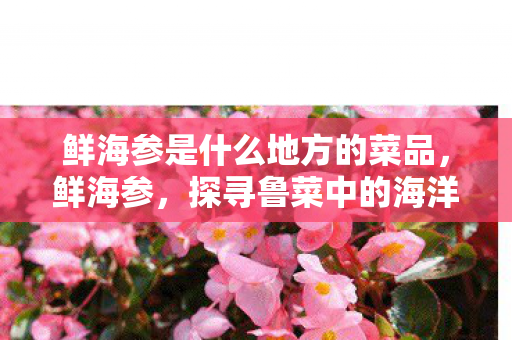鲜海参是什么地方的菜品，鲜海参，探寻鲁菜中的海洋珍馐