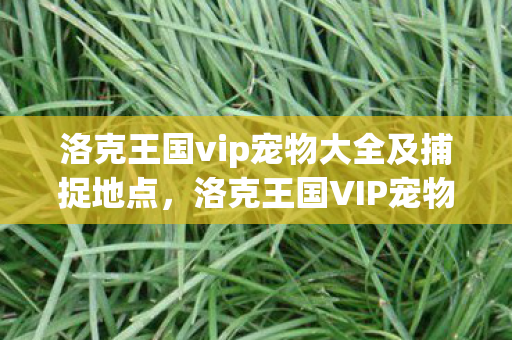洛克王国vip宠物大全及捕捉地点，洛克王国VIP宠物，探索王国中的珍稀存在