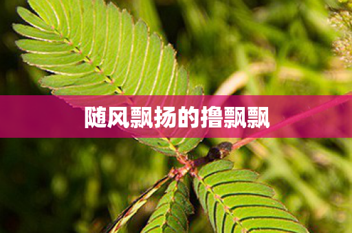 随风飘扬的撸飘飘 随风飘扬的撸飘飘