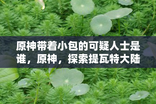 原神带着小包的可疑人士是谁，原神，探索提瓦特大陆，与带着小包的神秘旅人相遇
