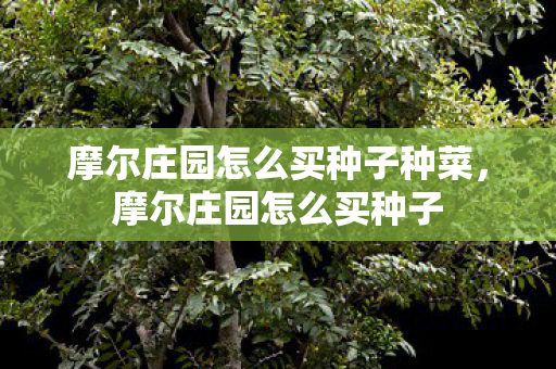 摩尔庄园怎么买种子种菜，摩尔庄园怎么买种子