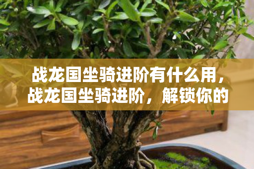 战龙国坐骑进阶有什么用，战龙国坐骑进阶，解锁你的飞行梦想