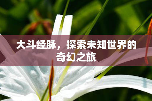 大斗经脉,探索未知世界的奇幻之旅 大斗经脉,探索未知世界的奇幻之旅