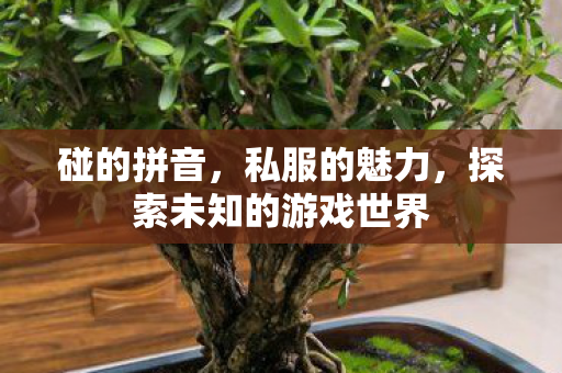 碰的拼音，私服的魅力，探索未知的游戏世界