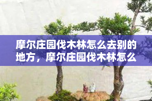 摩尔庄园伐木林怎么去别的地方,摩尔庄园伐木林怎么去 摩尔庄园伐木林怎么去别的地方,摩尔庄园伐木林怎么去