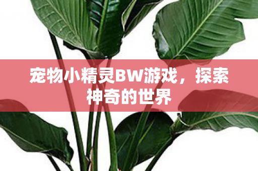 宠物小精灵BW游戏，探索神奇的世界