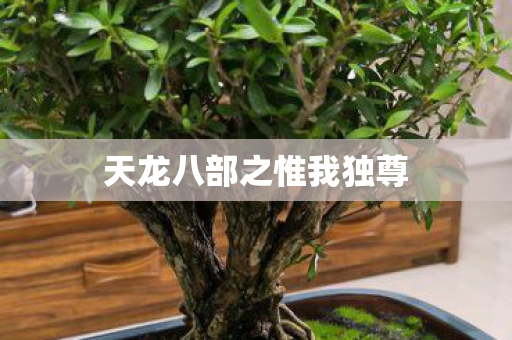 天龙八部之惟我独尊
