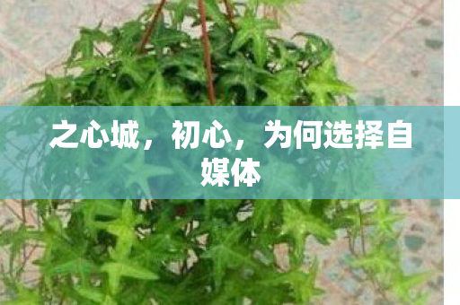 之心城，初心，为何选择自媒体