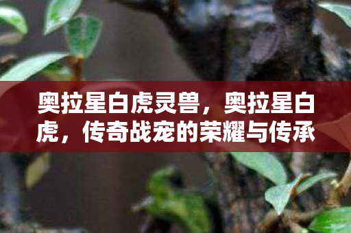 奥拉星白虎灵兽，奥拉星白虎，传奇战宠的荣耀与传承