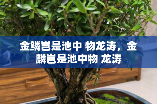 金鳞岂是池中 物龙涛,金麟岂是池中物 龙涛 金鳞岂是池中 物龙涛,金麟岂是池中物 龙涛