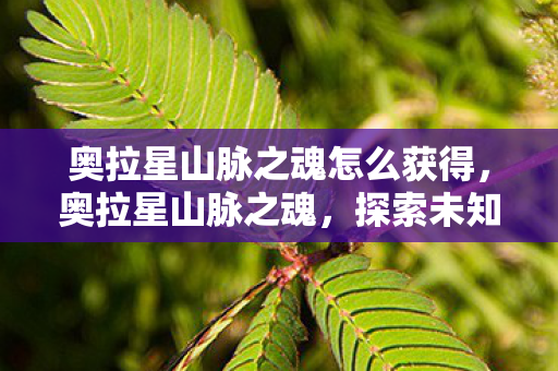 奥拉星山脉之魂怎么获得，奥拉星山脉之魂，探索未知世界的奇妙之旅