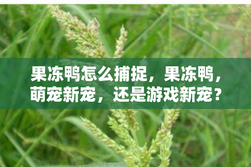 果冻鸭怎么捕捉,果冻鸭,萌宠新宠,还是游戏新宠? 果冻鸭怎么捕捉,果冻鸭,萌宠新宠,还是游戏新宠?