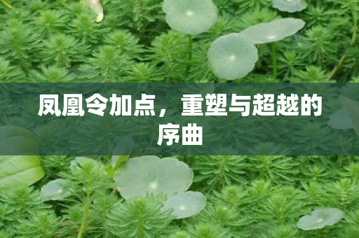 凤凰令加点，重塑与超越的序曲