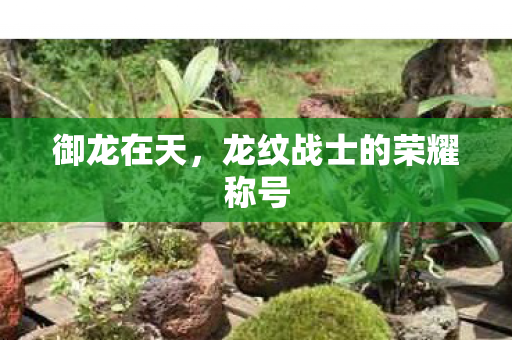 御龙在天，龙纹战士的荣耀称号