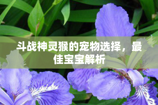 斗战神灵猴的宠物选择,最佳宝宝解析 斗战神灵猴的宠物选择,最佳宝宝解析