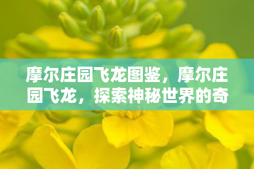 摩尔庄园飞龙图鉴，摩尔庄园飞龙，探索神秘世界的奇妙之旅