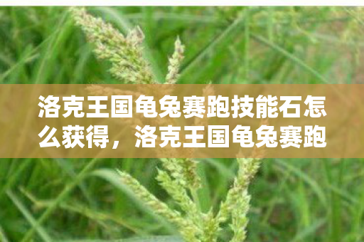 洛克王国龟兔赛跑技能石怎么获得，洛克王国龟兔赛跑技能石，解锁宠物战斗新体验