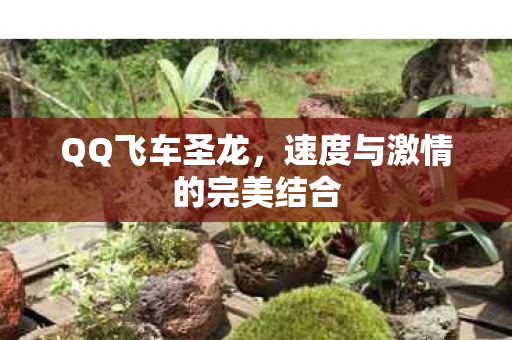 QQ飞车圣龙,速度与激情的完美结合 QQ飞车圣龙,速度与激情的完美结合