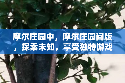 摩尔庄园中，摩尔庄园间版，探索未知，享受独特游戏体验