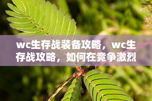 wc生存战装备攻略，wc生存战攻略，如何在竞争激烈的战场中脱颖而出