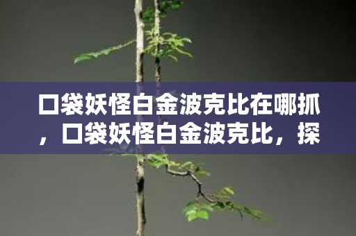 口袋妖怪白金波克比在哪抓，口袋妖怪白金波克比，探索与成长的奇妙之旅