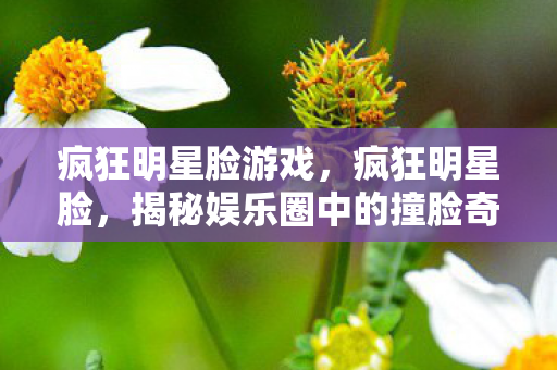 疯狂明星脸游戏，疯狂明星脸，揭秘娱乐圈中的撞脸奇迹