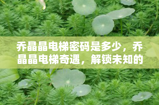 乔晶晶电梯密码是多少，乔晶晶电梯奇遇，解锁未知的数字谜题