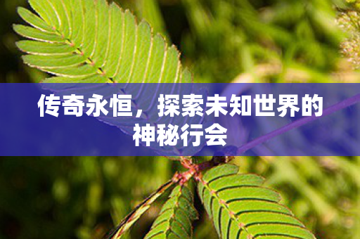 传奇永恒，探索未知世界的神秘行会