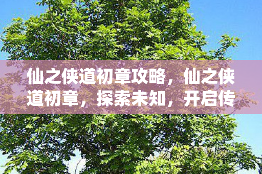 仙之侠道初章攻略，仙之侠道初章，探索未知，开启传奇之旅