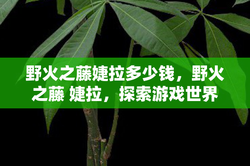 野火之藤婕拉多少钱，野火之藤 婕拉，探索游戏世界的独特魅力