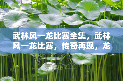 武林风一龙比赛全集，武林风一龙比赛，传奇再现，龙哥再战江湖