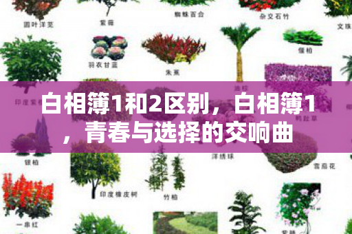 白相簿1和2区别，白相簿1，青春与选择的交响曲