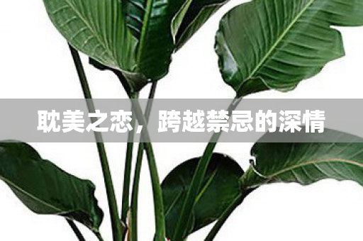 耽美之恋，跨越禁忌的深情