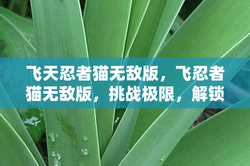 飞天忍者猫无敌版，飞忍者猫无敌版，挑战极限，解锁无限可能