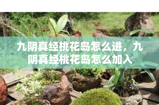九阴真经桃花岛怎么进，九阴真经桃花岛怎么加入
