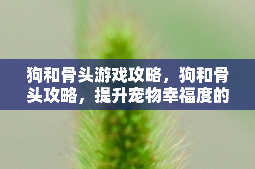 狗和骨头游戏攻略,狗和骨头攻略,提升宠物幸福度的全面指南 狗和骨头游戏攻略,狗和骨头攻略,提升宠物幸福度的全面指南