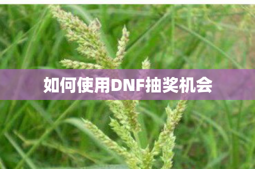 如何使用DNF抽奖机会