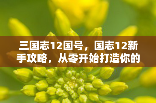 三国志12国号，国志12新手攻略，从零开始打造你的辉煌帝国