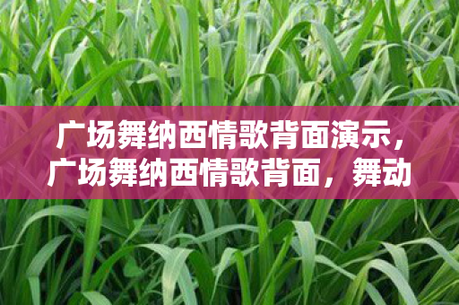 广场舞纳西情歌背面演示，广场舞纳西情歌背面，舞动中的文化传承与情感共鸣