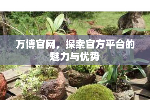 万博官网，探索官方平台的魅力与优势