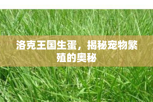 洛克王国生蛋，揭秘宠物繁殖的奥秘