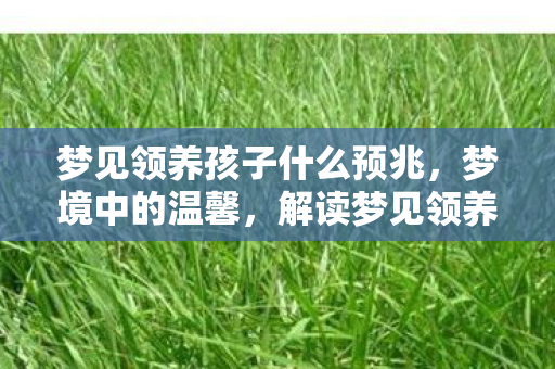 梦见领养孩子什么预兆，梦境中的温馨，解读梦见领养孩子的深层含义
