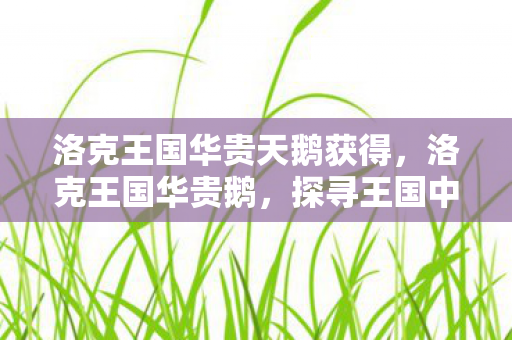 洛克王国华贵天鹅获得，洛克王国华贵鹅，探寻王国中的优雅传说