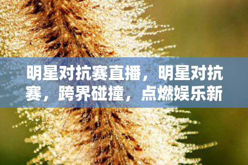 明星对抗赛直播，明星对抗赛，跨界碰撞，点燃娱乐新火花