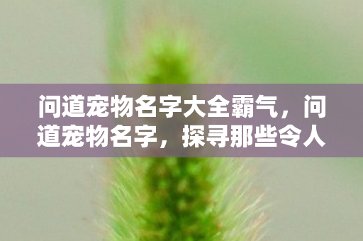问道宠物名字大全霸气，问道宠物名字，探寻那些令人难忘的三个字以上名字背后的故事