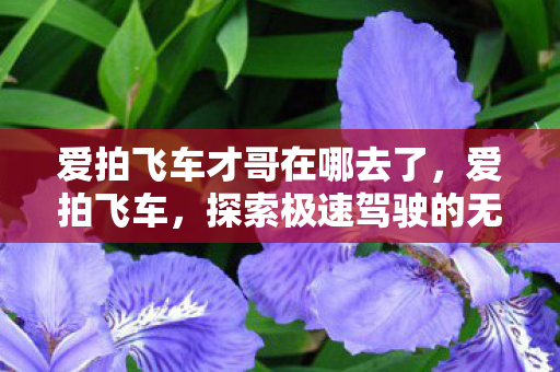 爱拍飞车才哥在哪去了，爱拍飞车，探索极速驾驶的无限可能