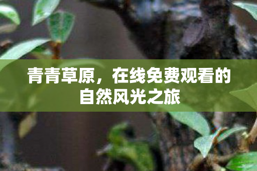 青青草原，在线免费观看的自然风光之旅