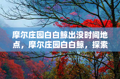 摩尔庄园白白鲸出没时间地点，摩尔庄园白白鲸，探索海洋的神秘使者